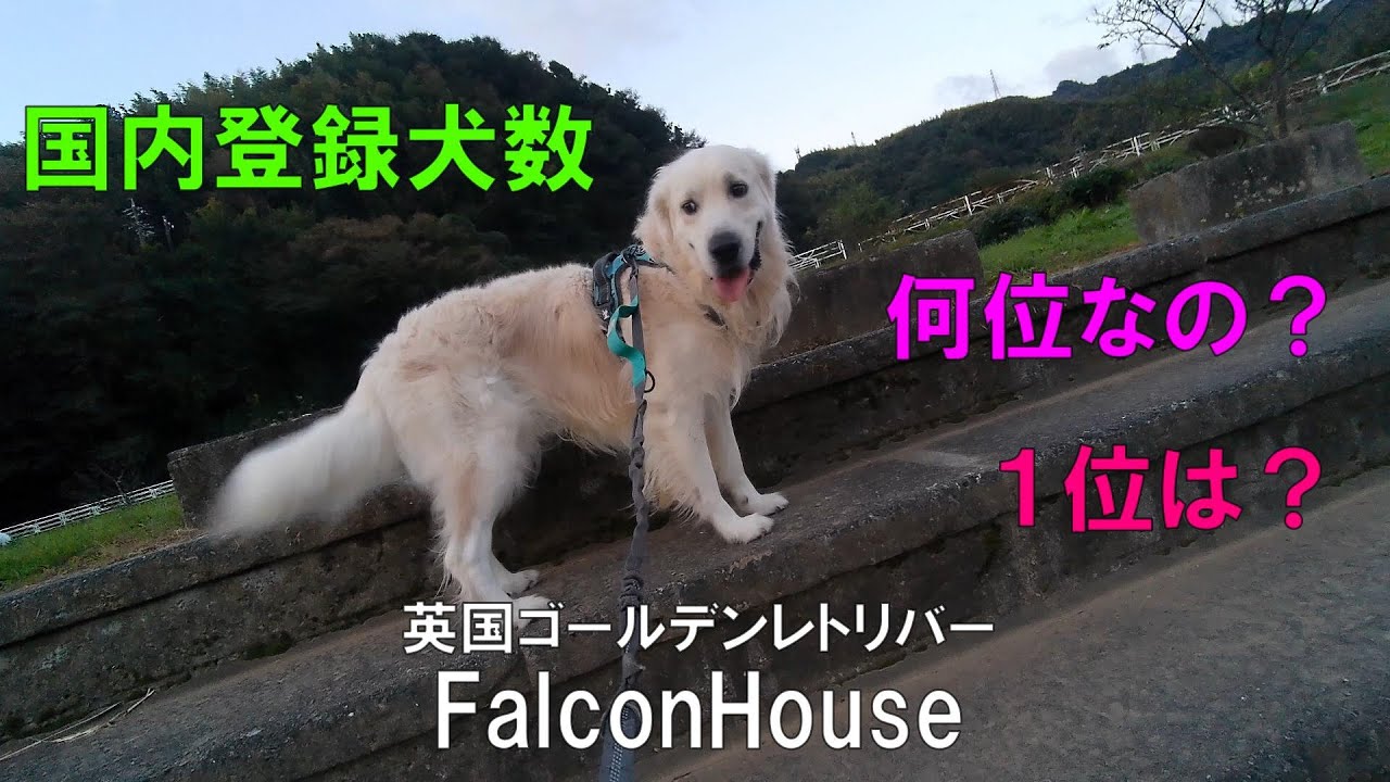 FalconHouse　英国ゴールデンレトリバー【国内登録犬数はどの位いるの？】