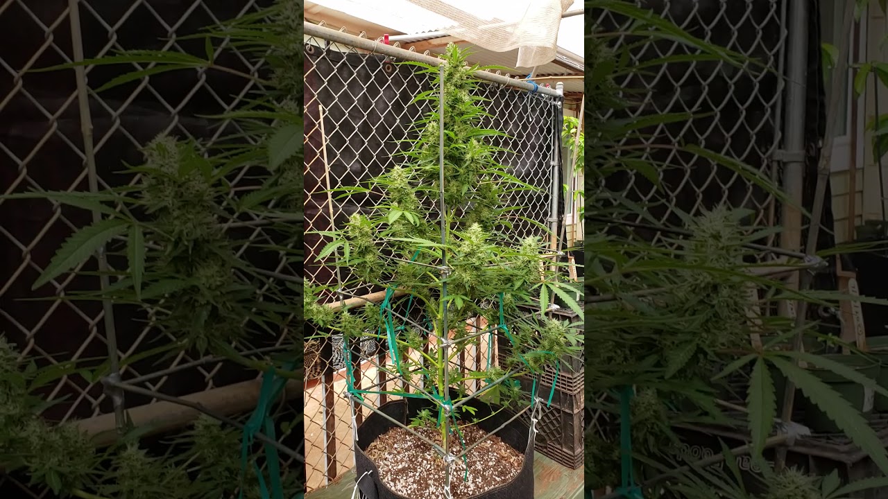 GG#4 ...7 week update... Hawaiian  Outdoor