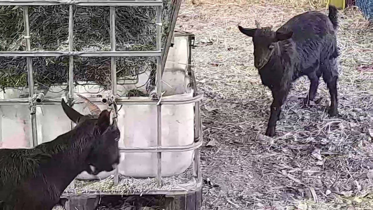 의령군 삼동마을회관 에서 염소농장(義寧郡三洞村会館でのヤギ農場)