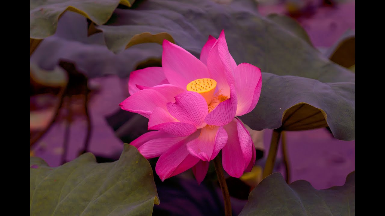 从这几点入手 小白也能轻松拍出漂亮的荷花 荷花拍摄入门技巧