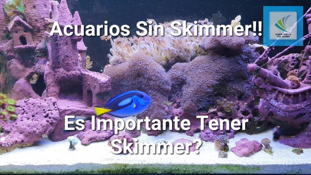 Acuarios Marinos Sin Skimmer!!!, Es Importante Tener Skimmer?