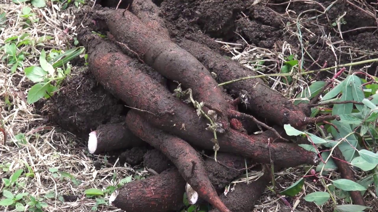 La Yuca