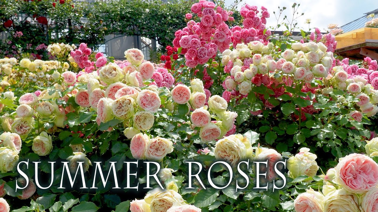 Розы в летнем саду роз Кейсея 2022.#京成バラ園   #4k  #rose