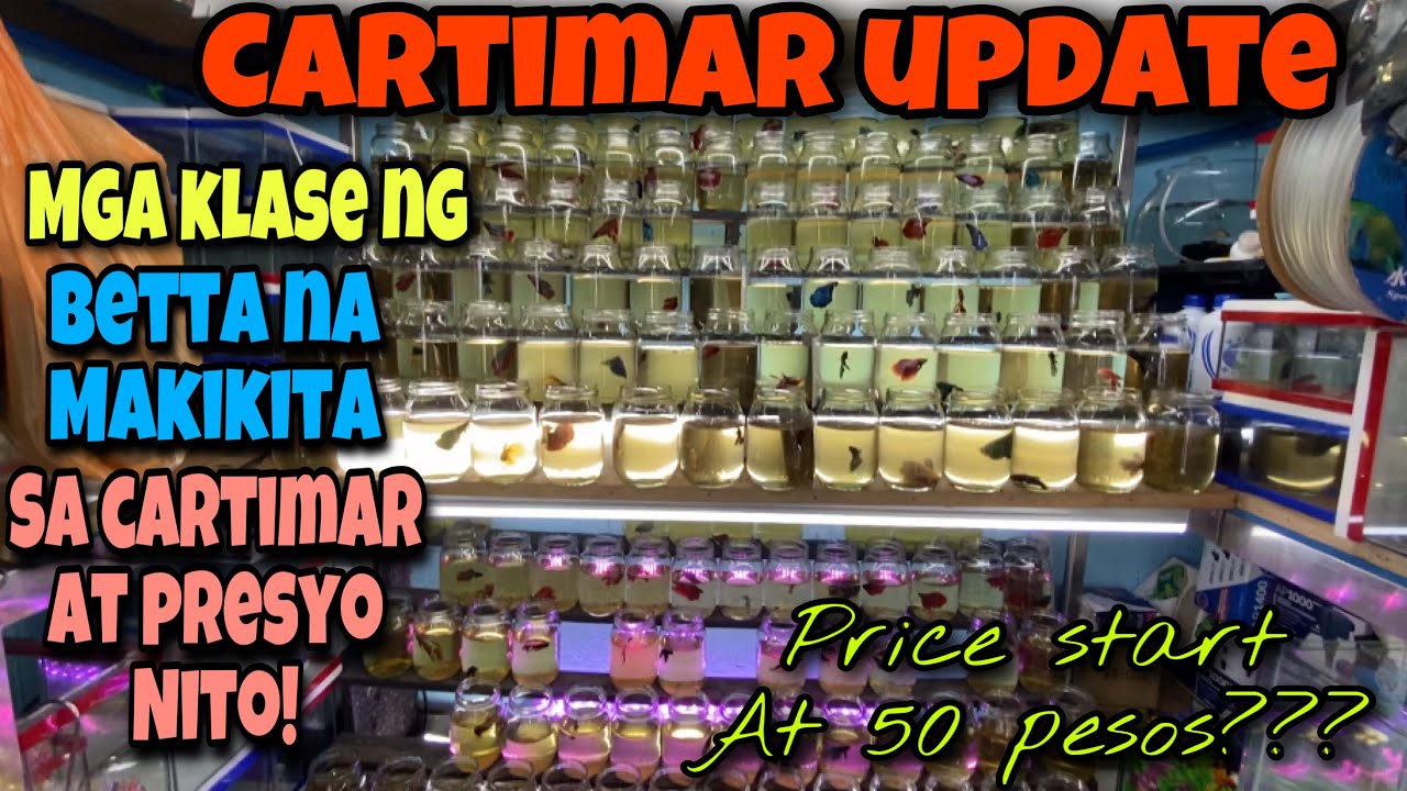 LATEST CARTIMAR UPDATE FEB.7 22|Mga KLASE NG BETTA FISH NA MAKIKITA SA CARTIMAR AT PRESYO NITO!😱😱