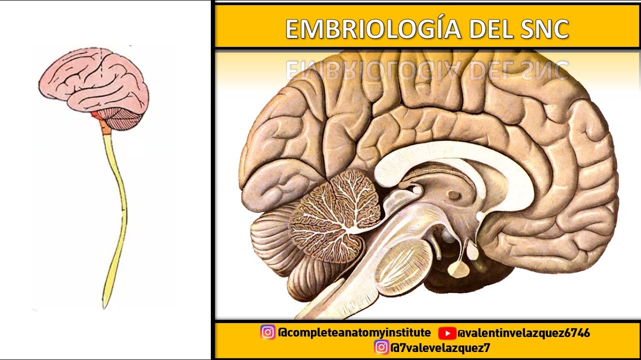 EMBRIOLOGÍA DEL SNC - Telencéfalo, diencéfalo, mesencéfalo, metencéfalo y mielencéfalo