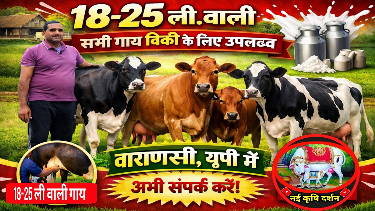 18-25 ली.वाली 5 गाय बिक्री के लिए वाराणसी में उपलब्ध/dairy farm varanasi/dairy farm up/hf farm ||