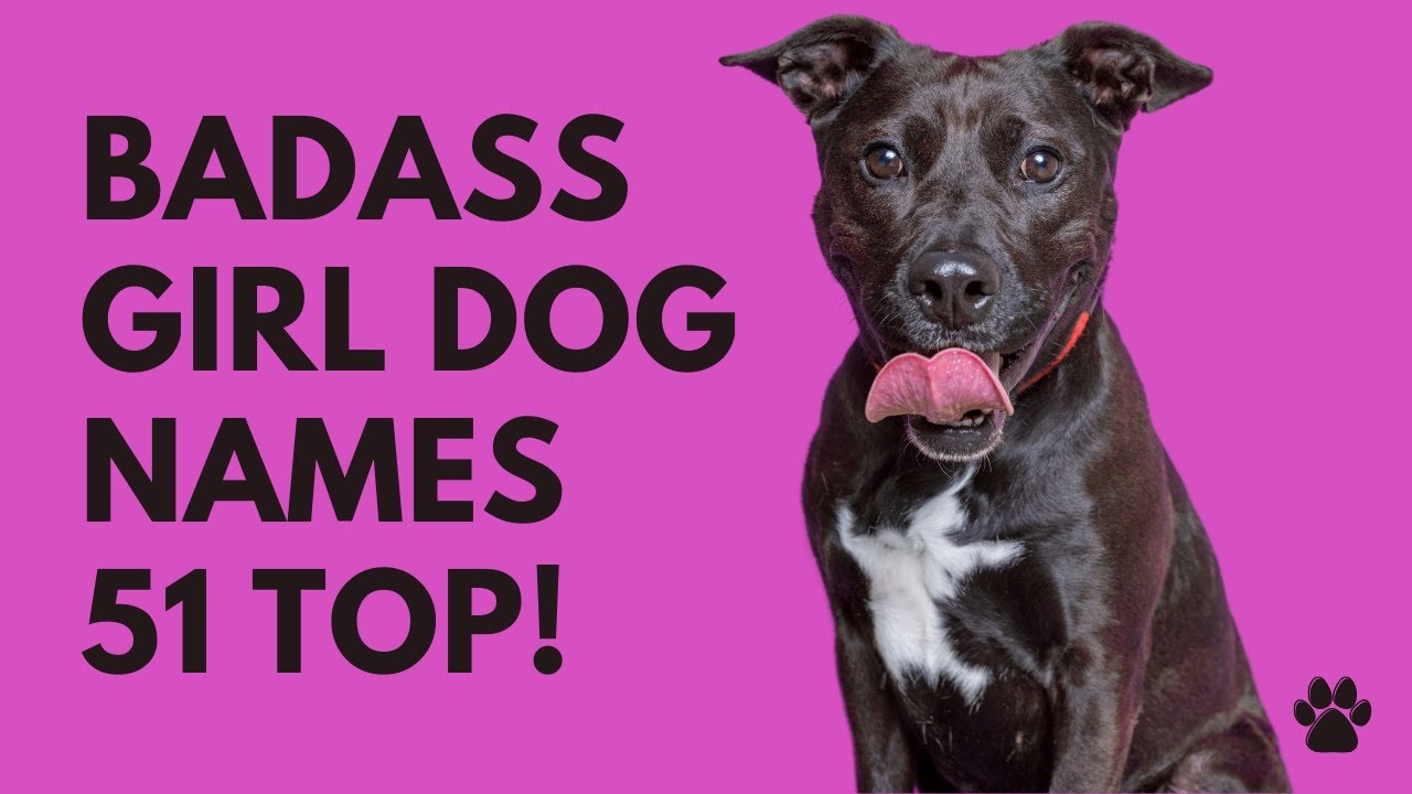 🐾 Badass Girl Dog Names 51 BEST & CUTE & TOP Ideas | Names