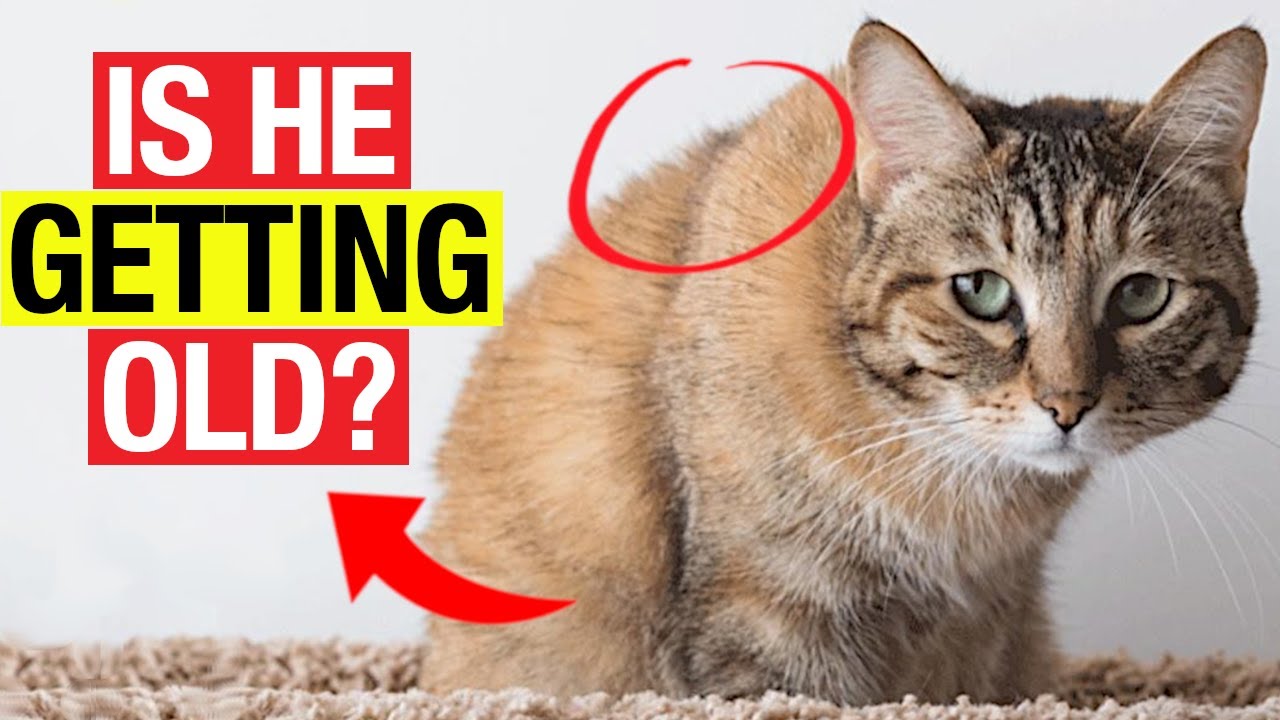 12 Warning Signs Your Cat is Getting Old!