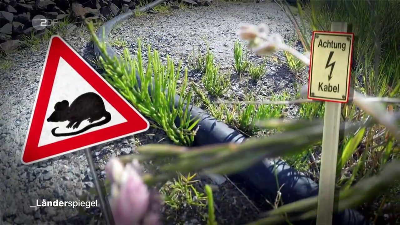 Bewachter Bahnübergang - Hammer der Woche vom 27.05.2017 | ZDF