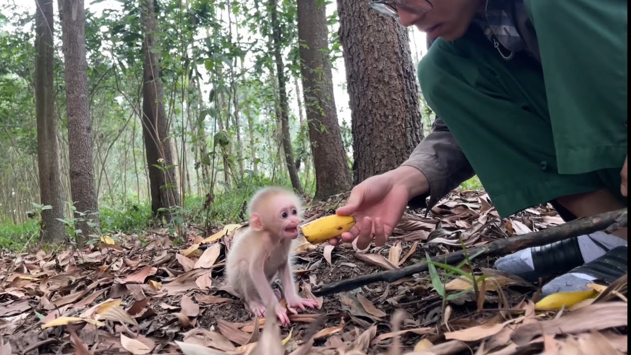 A chance encounter with the monkey KuKu abandoned by his mother
