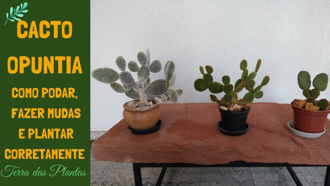 Cactos Orelha do Mickey Como Podar, Fazer mudas e Plantar.