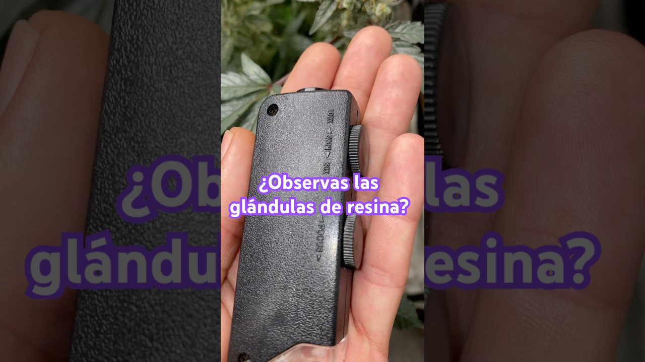 &Uacute;ltimos d&iacute;as de la semana 7 floraci&oacute;n zkiem . Vamos observando el estado de los tricomas #shortsfeed