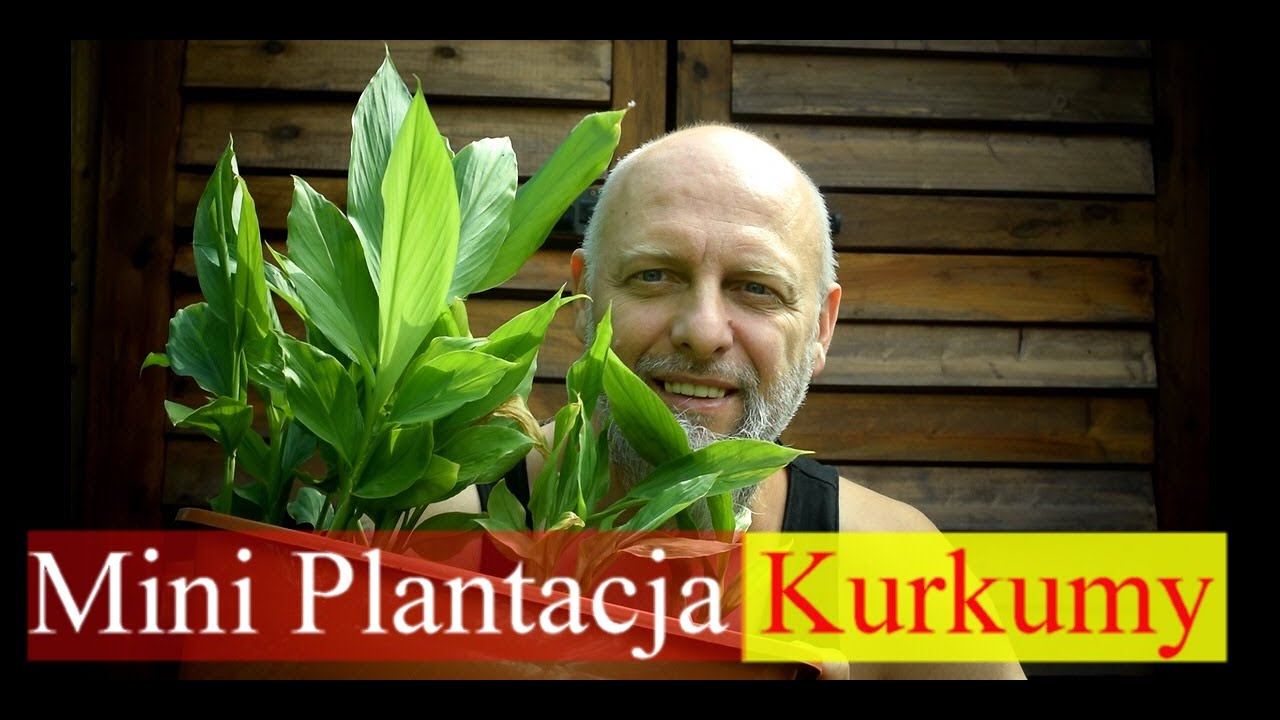 Kurkuma z doniczki. Jak przechować kłącza?