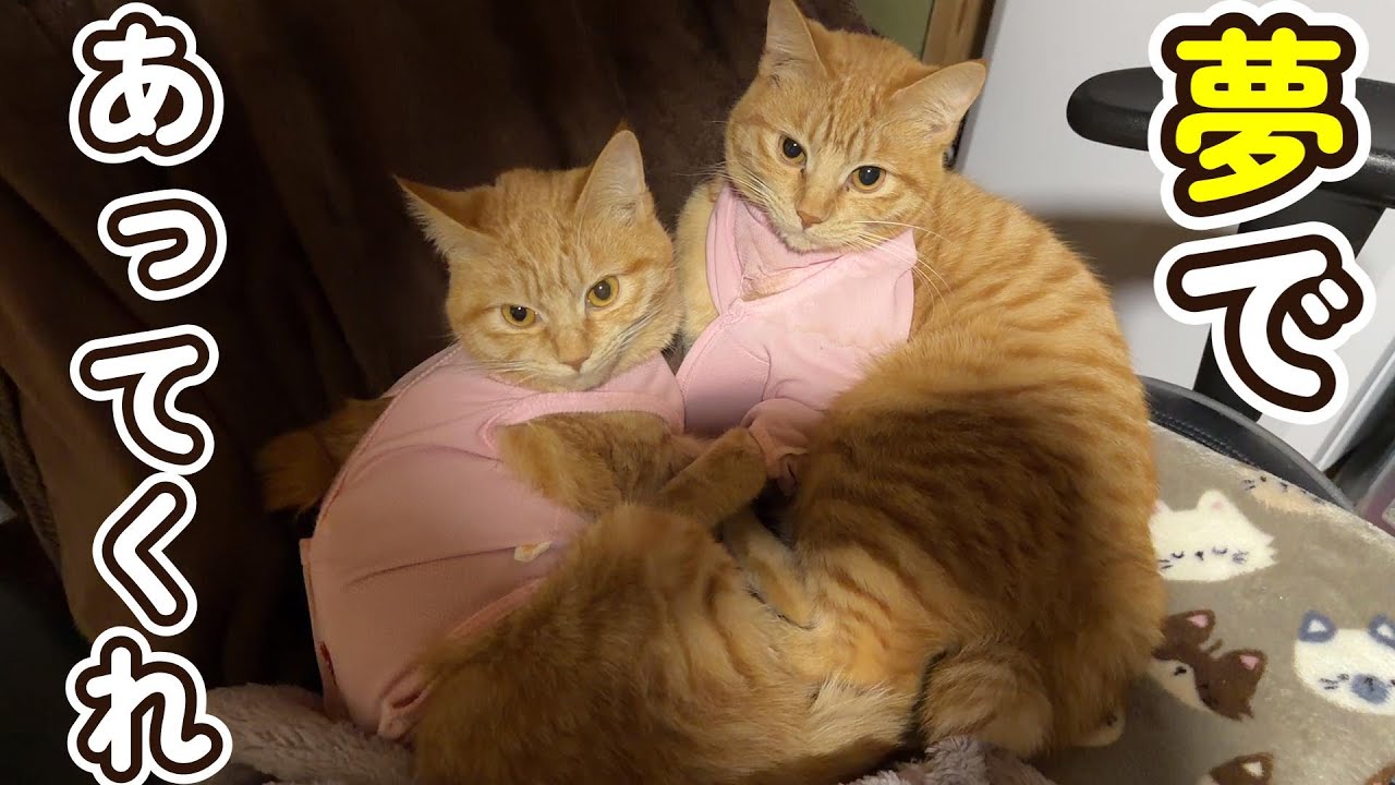 茶トラのメスって凄い・・・