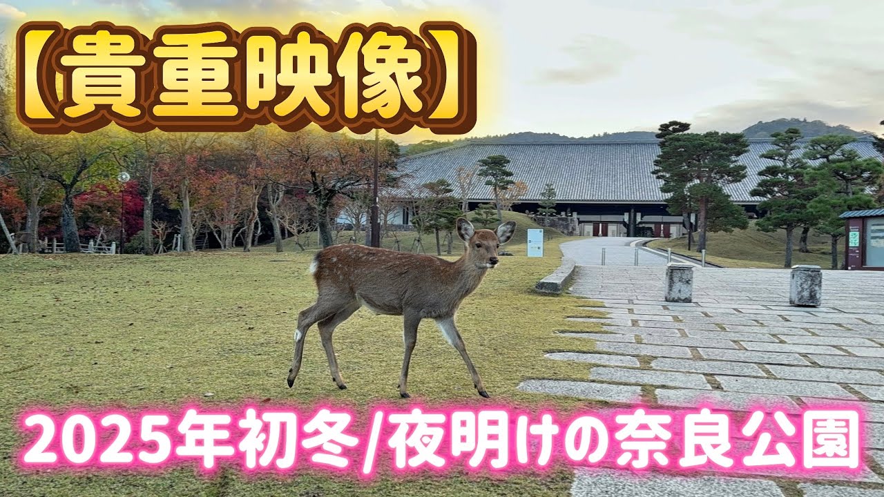 静寂の中で目撃した鹿たちの“素の姿” とは？夜明けの奈良公園で朝活してみた！🫎🎄/The true nature of the deers at dawn in Nara Park