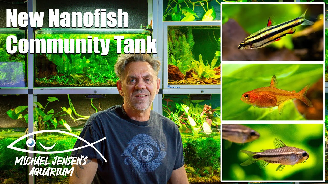 South American community tank - 3 cool nano fish