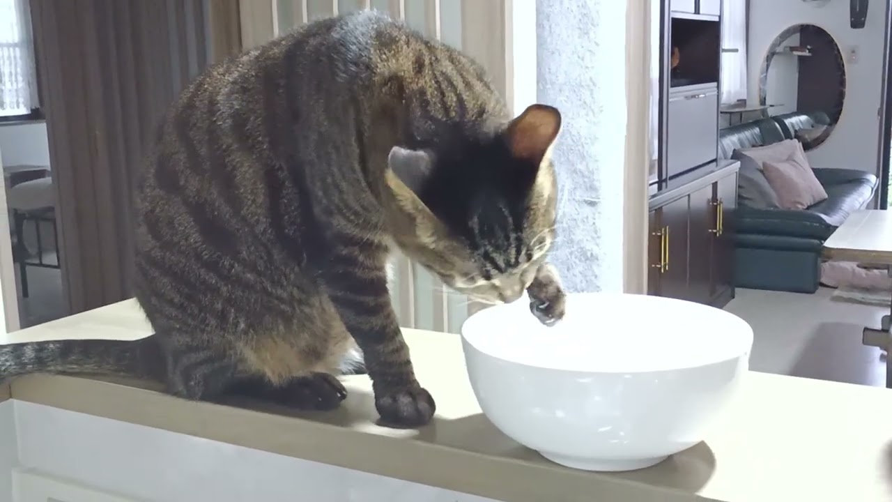 2026/22/17　トトちゃんのお手々飲み