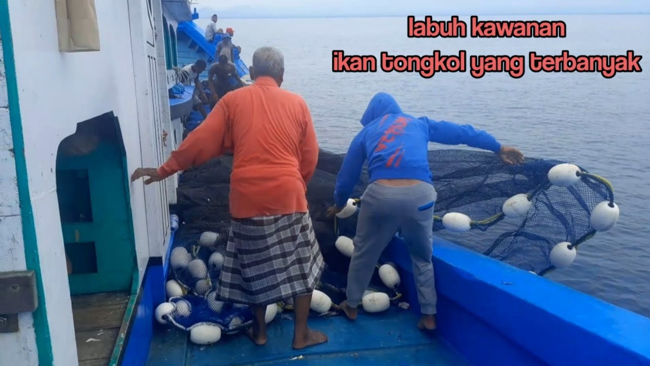 labuh kawanan ikan tongkol terbanyak Di Laut samalanga KM. ASAI MULA 86
