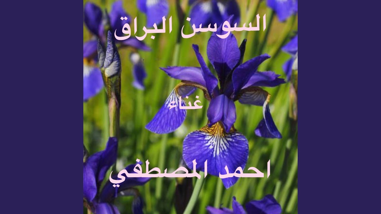 السوسن البراق