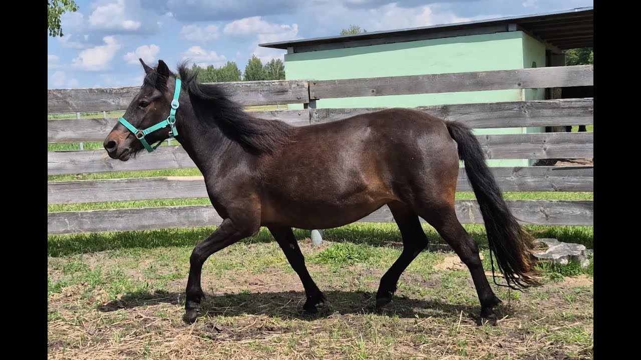 Klacz huculska na sprzedaż Przygoda 05.06.2025 (SPRZEDANA)