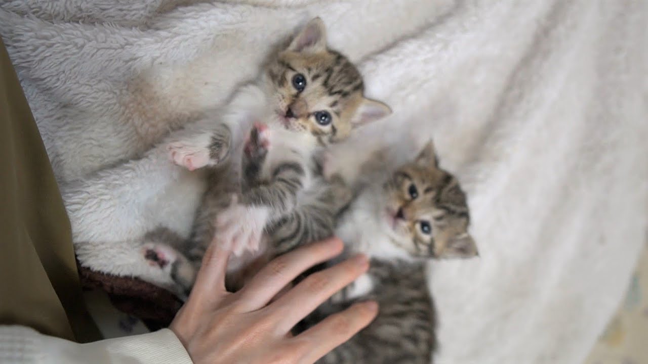 【生後23日】お腹をくすぐられるとへそ天しちゃう子猫たち ＆こじろー、こうめハウスを破壊する