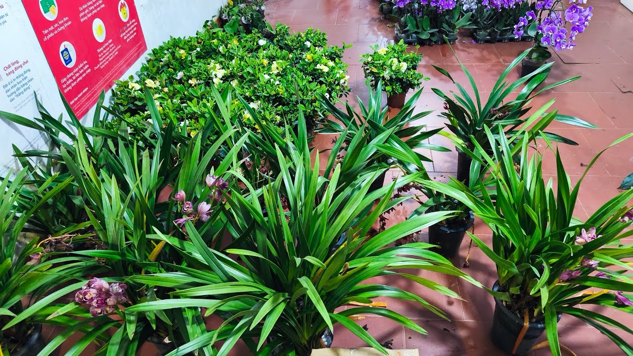 Lan rừng tối 18/3_siêu nhiều lan rẻ ý ngọc,hồ điệp,sóc,địa lan..0392598516