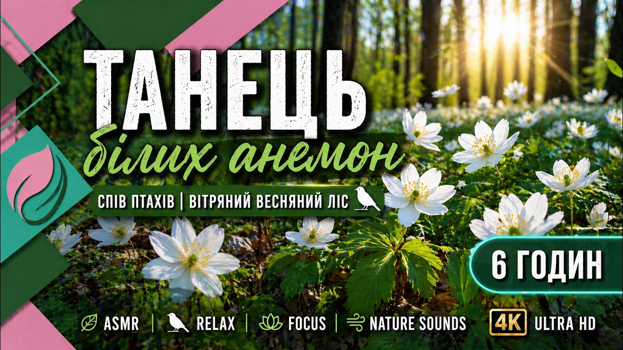 Танець білих анемон 🌿 Спів птахів | Вітряний весняний ліс 6 год • ASMR
