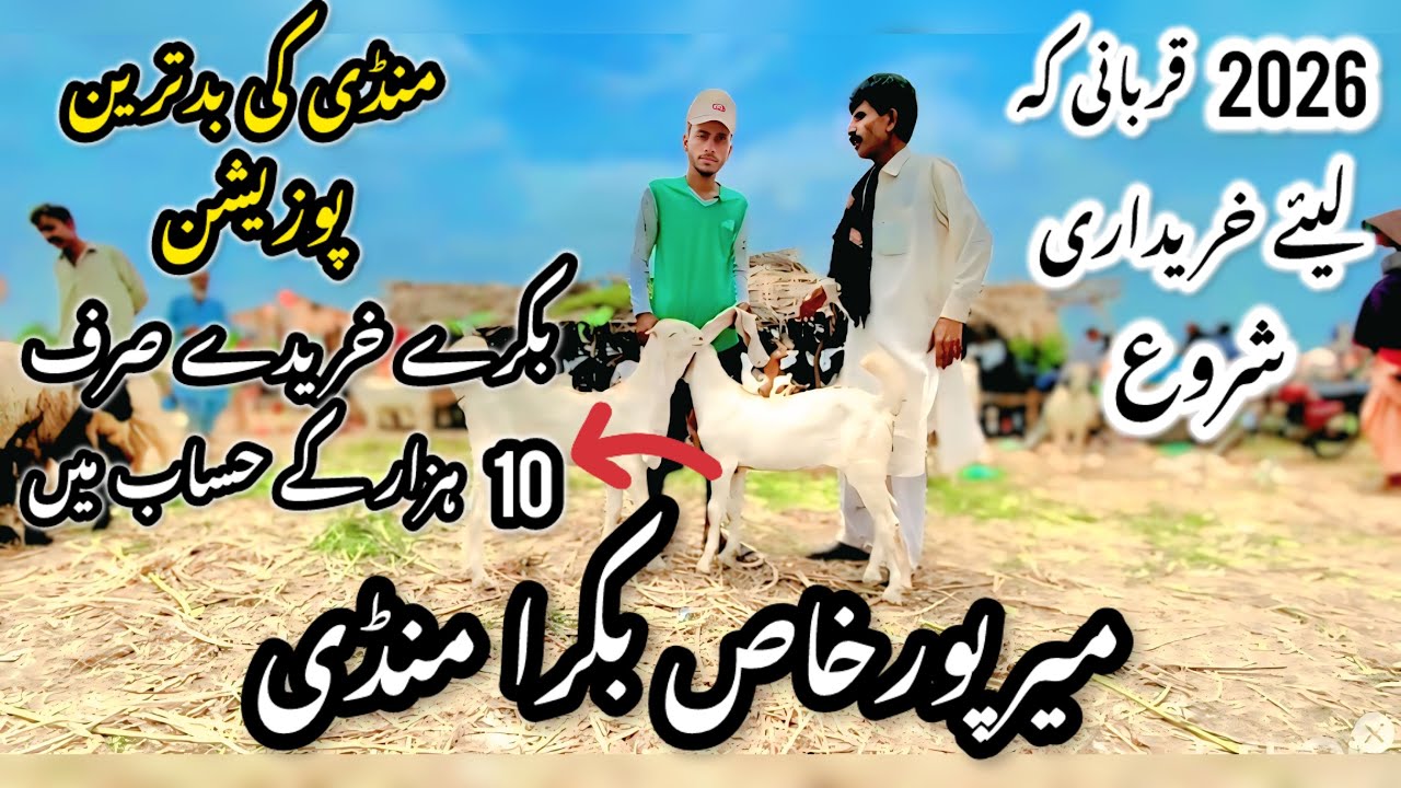 Mirpurkhas Bakra Mandi Latest Update 14 January 2026 | Bakra Mandi 2026 😱