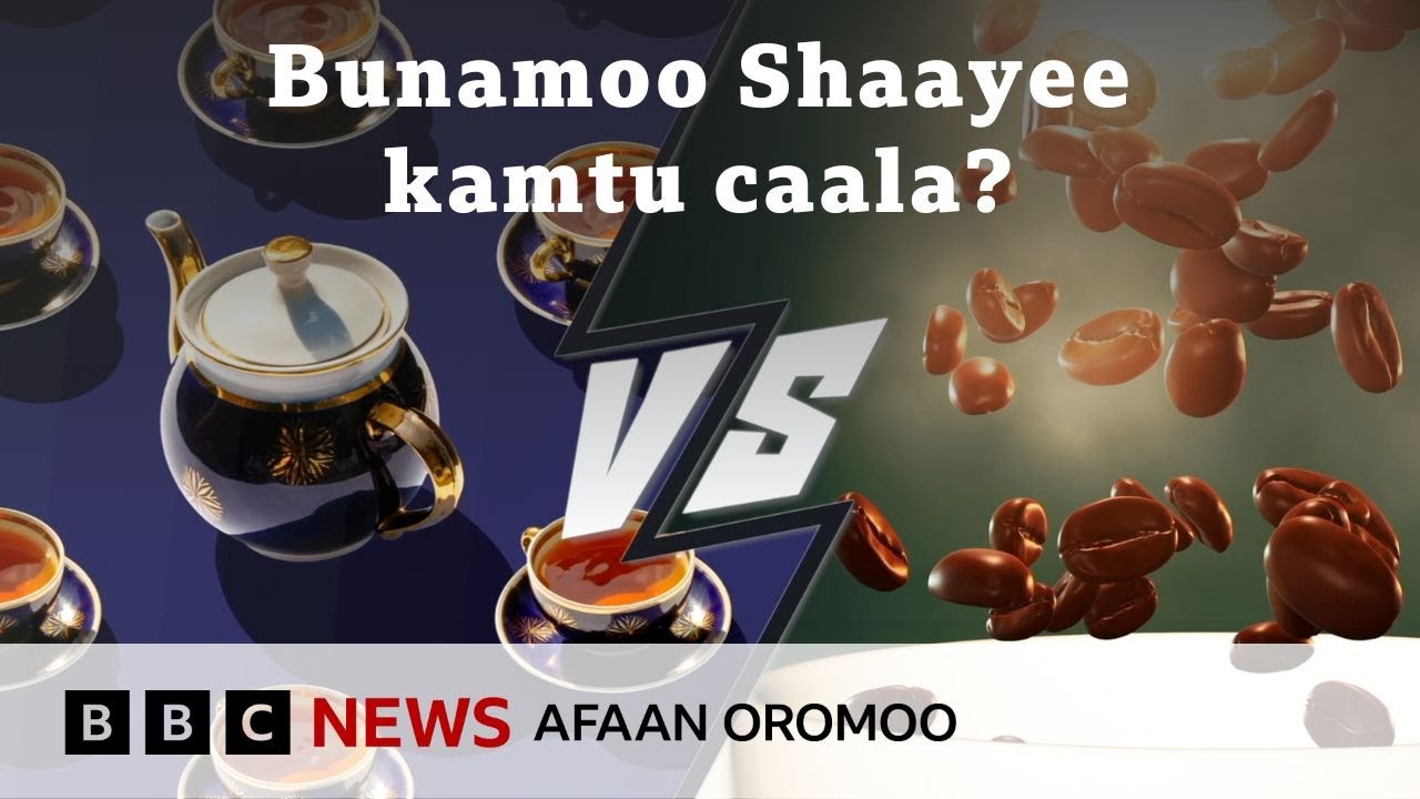 Bunaafi Shaayee keessaa kamtu faayidaa caalu qaba? | BBC News Afaan Oromoo