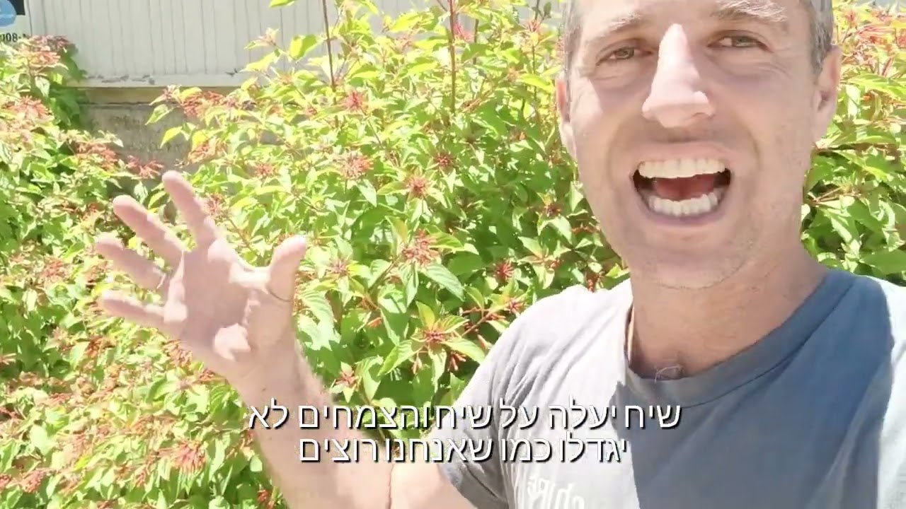 המליה בתור גדר חיה שיח חזק ופורח
