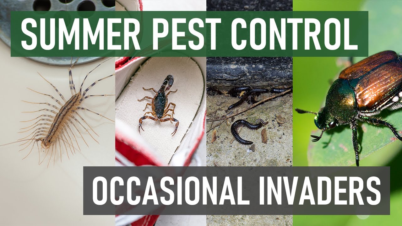 Occasional Invading Pests to Lookout for this Summer [Japanese Beetles, Centipedes, Scorpions, etc.]