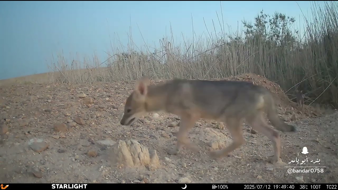 ابن آوى الذهبي الواوي ‏Canis aureus‏والمسمى محليا ⁧‫#واوي‬⁩ ‏جرو ⁧‫#الواوي‬⁩ ⁧‫#الجوف‬⁩ شمال المملكة