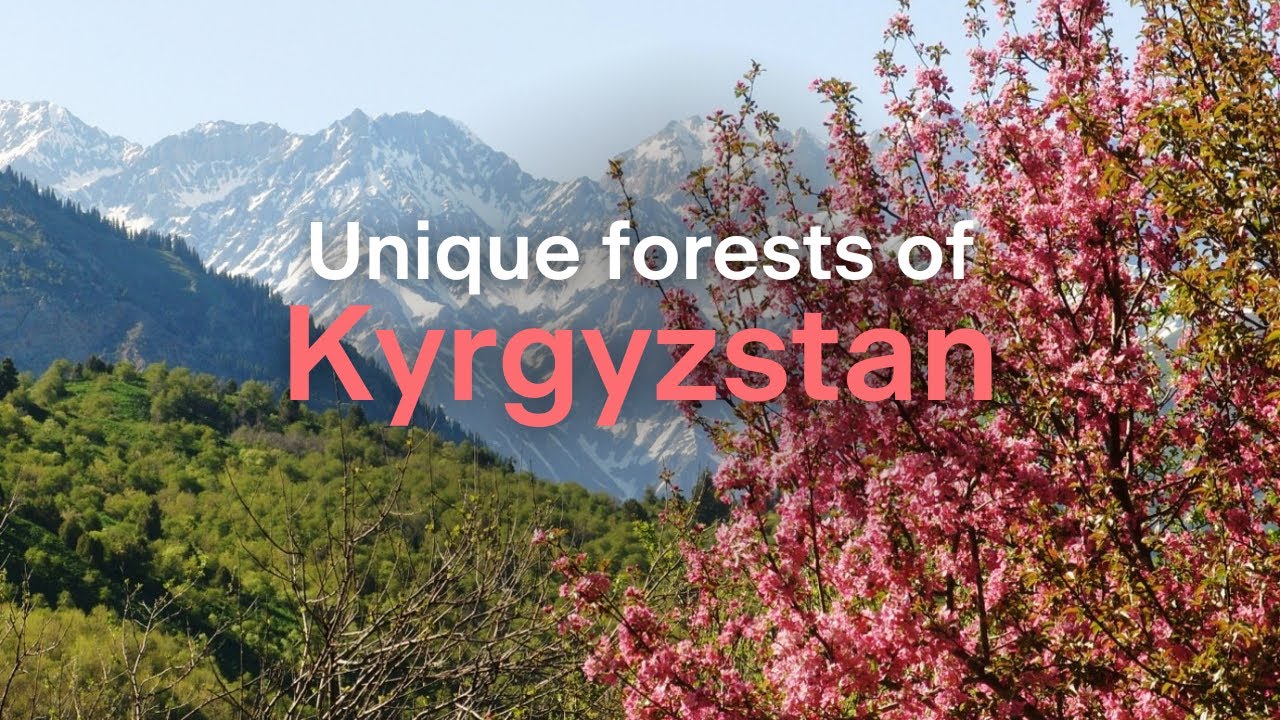 Conserving the fruit and nut forests of Kyrgyzstan