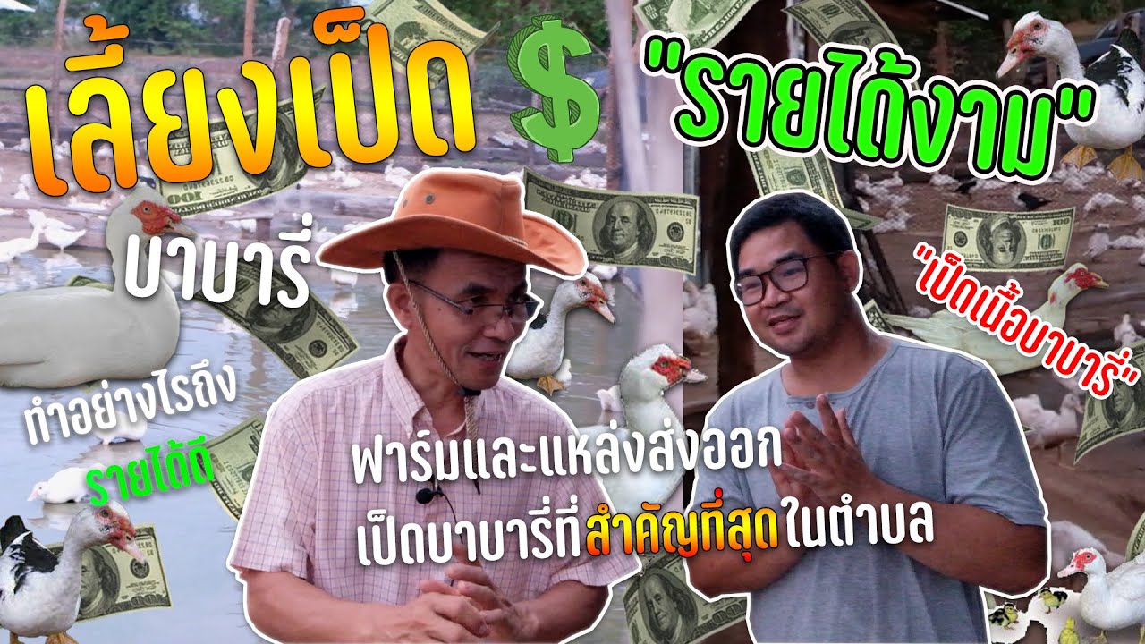 เลี้ยงเป็ดบาบารี่แค่ 4 เดือน จับขายรายได้งาม! | DIY KASET
