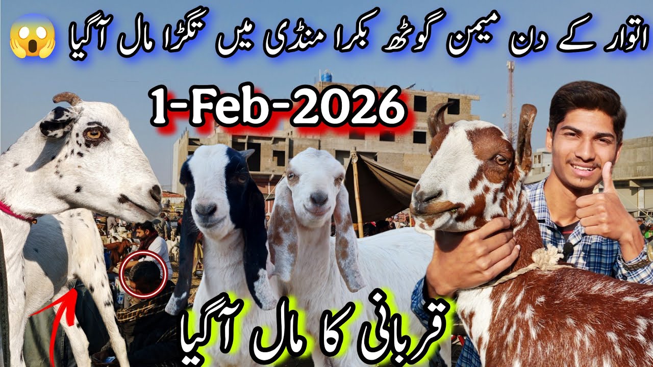 Sunday Memon Goth Bakra Mandi Latest Updates 🥰 | 1-02-2026 | Qurbani 2026 | VIP Maal Aagaya😱