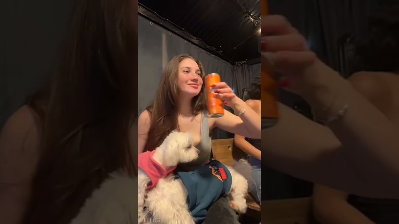 routine of playing with dogs together