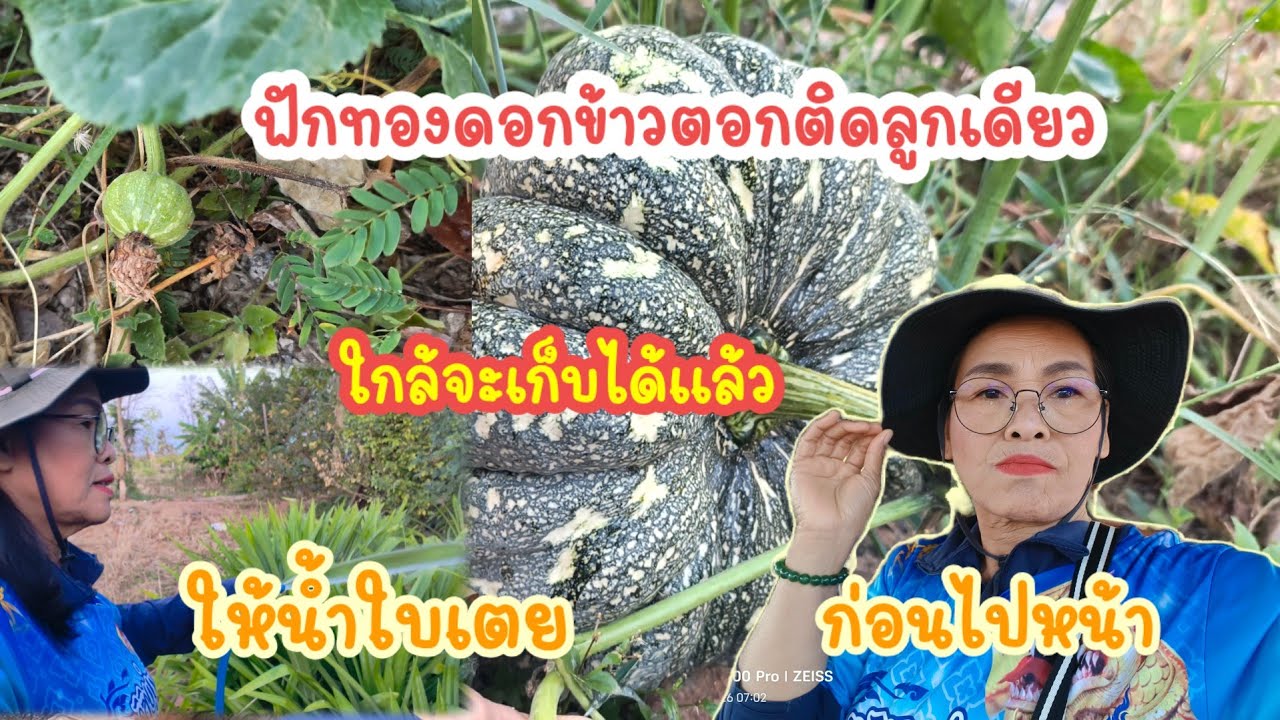 รดน้ำผักชายทุ่งก่อนเข้าครัว