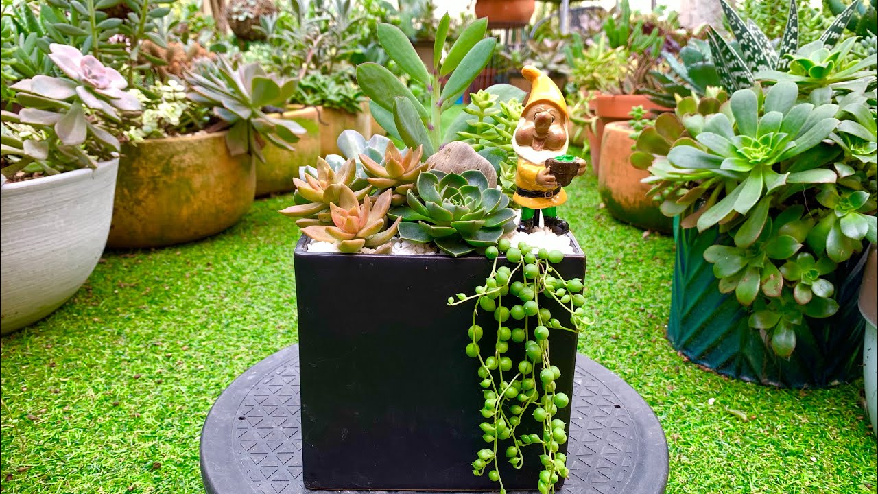 Succulent Arrangement in Black Ceramic Square Pot