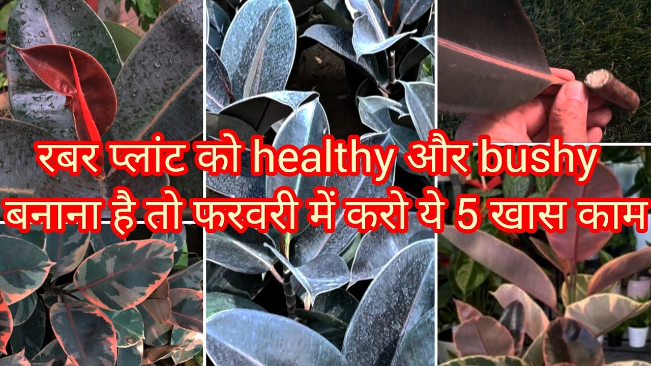 रबर प्लांट की देखभाल के लिए खास टिप्स |Rubber plant complete guide|CareTip for healthy,bushy growth 