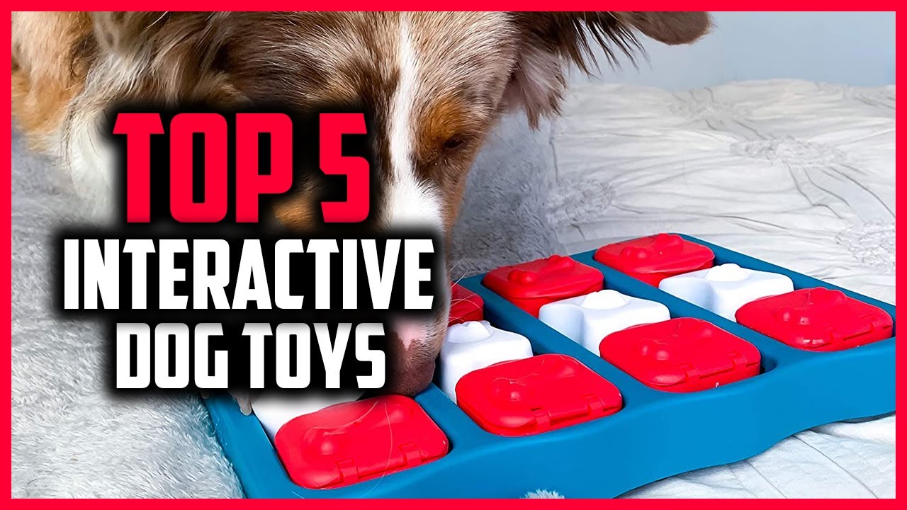 ✅ Top 5 Best Interactive Dog Toys of 2024