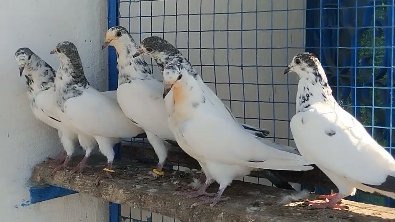 35 wale baby for sale 03348014543 ORIGINAL BREED BABY 