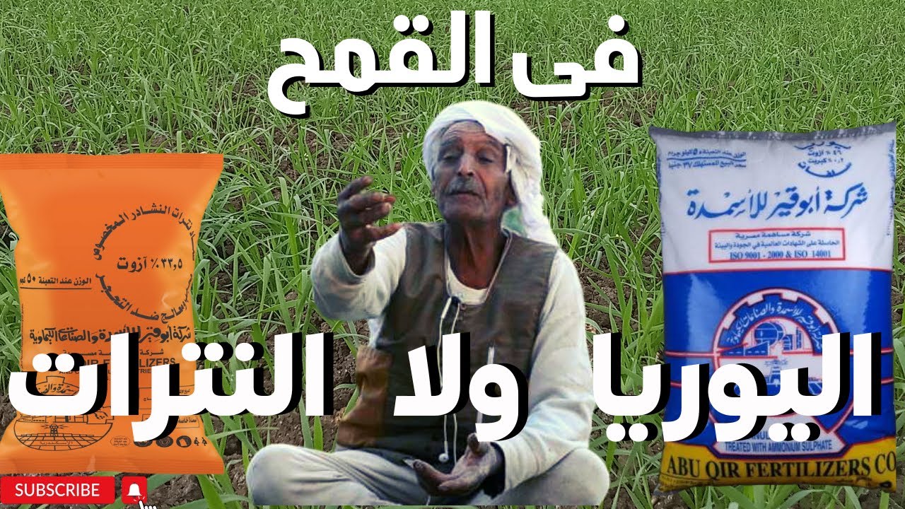 ايهما افضل اليوريا ام النترات فى تسميد القمح