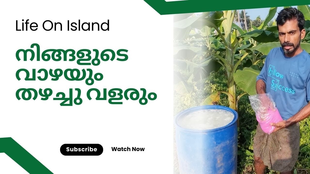 നിങ്ങളുടെ വാഴയും തഴച്ചു വളരും 🌱