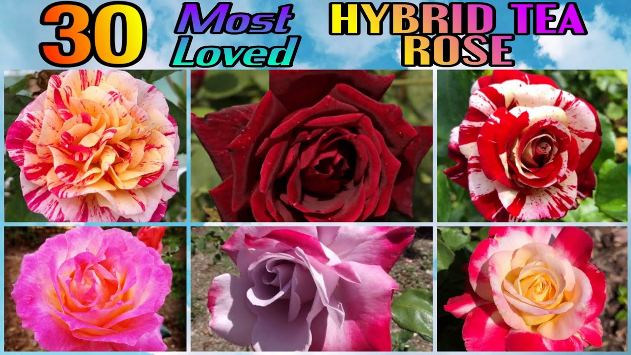 137 - 30 Most Loved HYBRID TEA ROSES | Black Lady, Blue Moon, Paradise, Magdalena, Deep Secret .