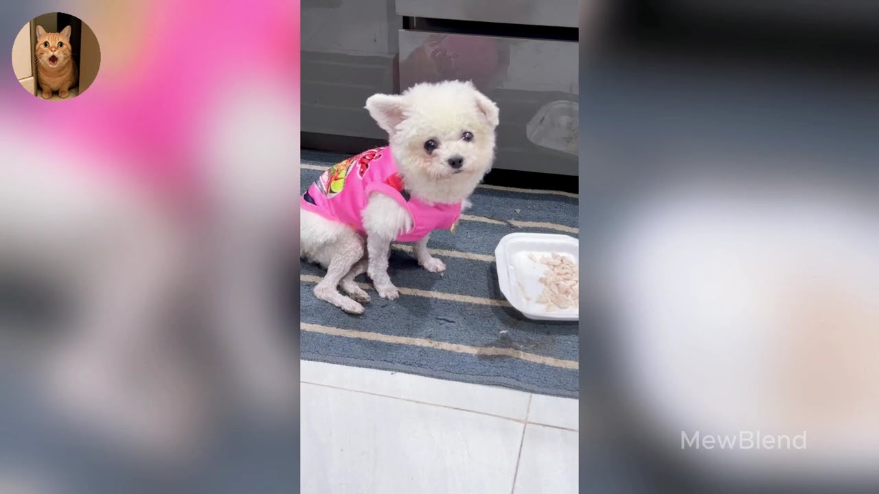 Funniest Cats of 2025 😹 You Won’t Stop Laughing! Part 51
