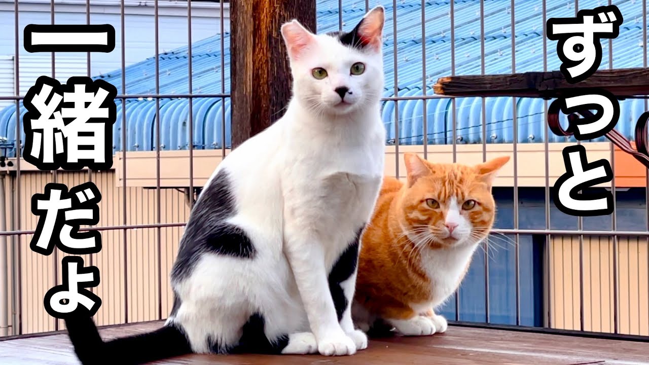 【里親決定】野良猫からずっとのお家へ!! 仲良し２匹の感動の軌跡!!
