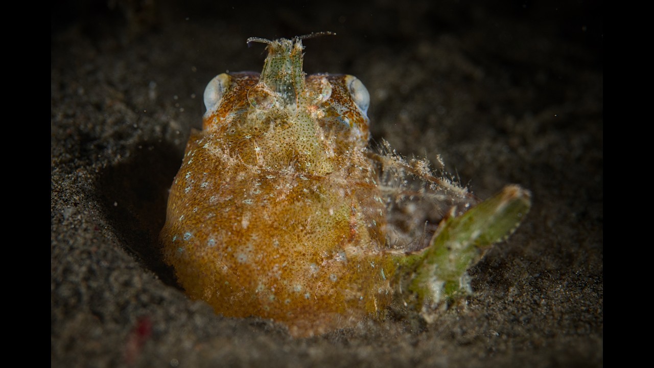 Sicyonia japonica and Bob tailed Squid   2