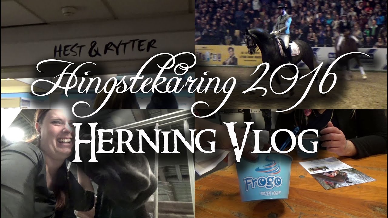 Hingstekåring 2016 - Herning Vlog