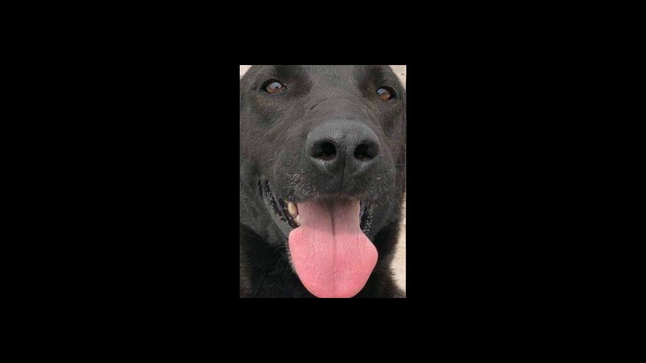 La Leyenda del Perro Negro  Acámbaro, Guanajuato, México