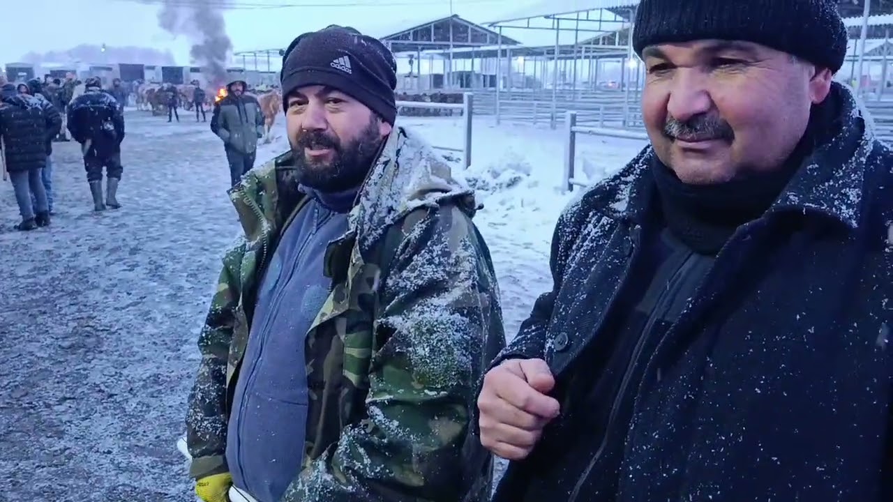 SİVAS ŞARKIŞLA CANLI HAYVAN PAZARI .!!! 17 OCAK 2. bölüm Kar kış kıyamet 